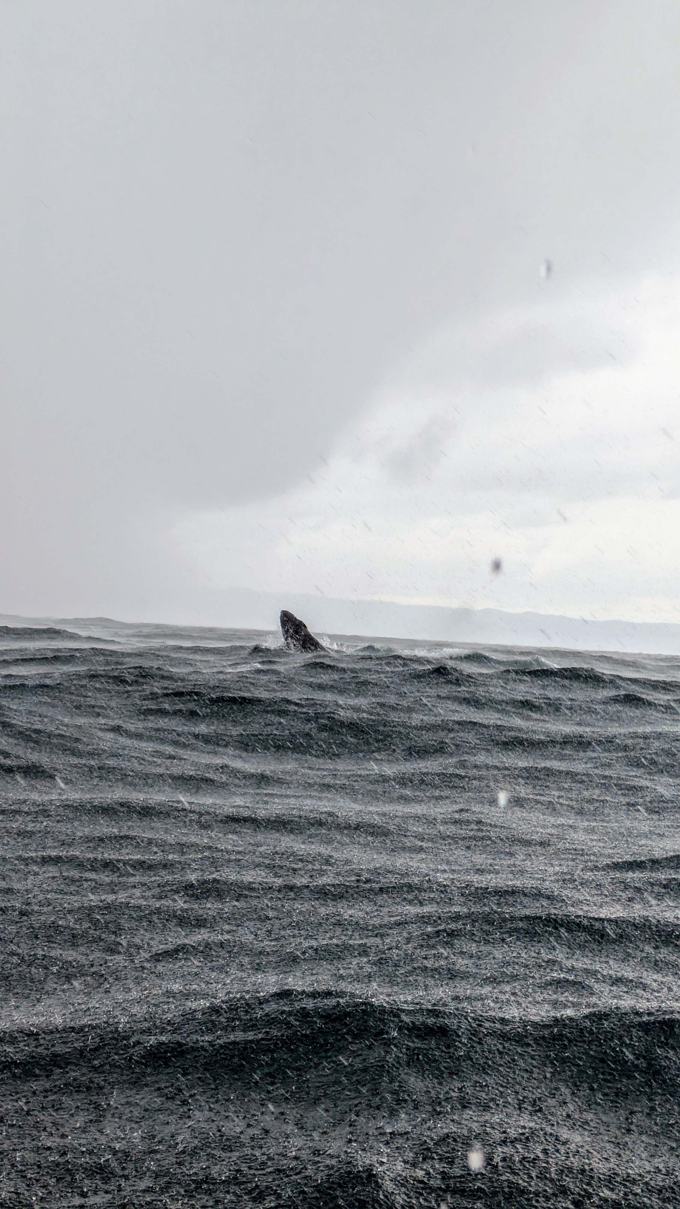 Whale watching tour in Samaná 